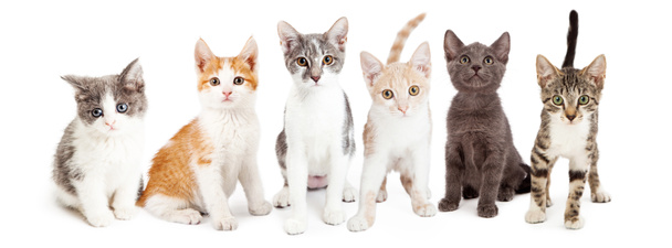 Grupo de gatitos adorables
 - Foto, Imagen