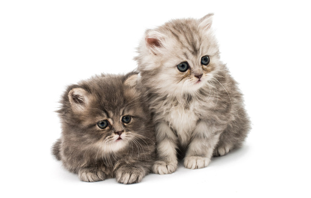 beaux chatons moelleux
  - Photo, image