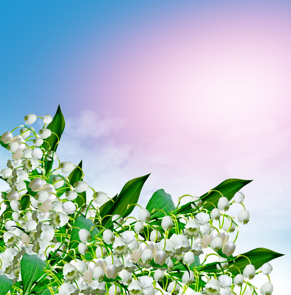 Flowers lily of the valley and blue sky with clouds - Photo, Image