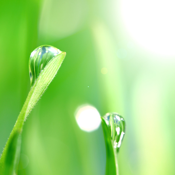 Shine water drop - Фото, изображение