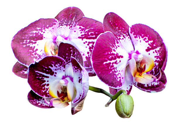 orquídea rosa aislada sobre fondo blanco - Foto, imagen
