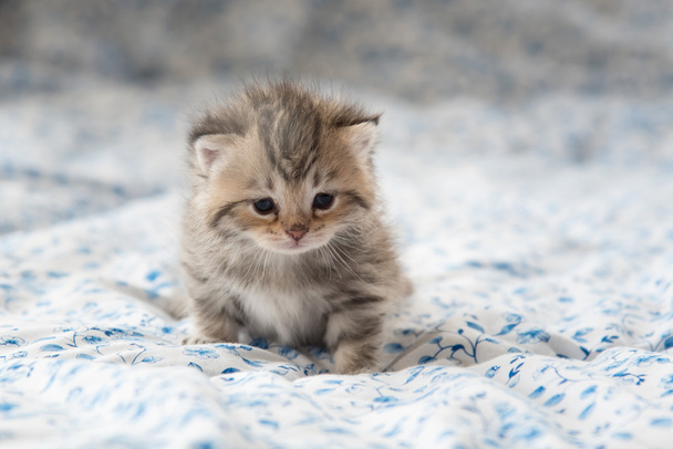 Lindo gatito en la cama
 - Foto, imagen