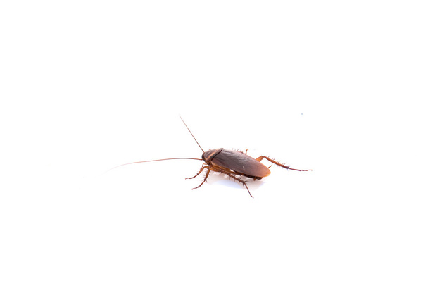 Таракан белый фон изолирован
 - Фото, изображение