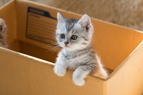 Cute tabby persian kitten - Photo, Image