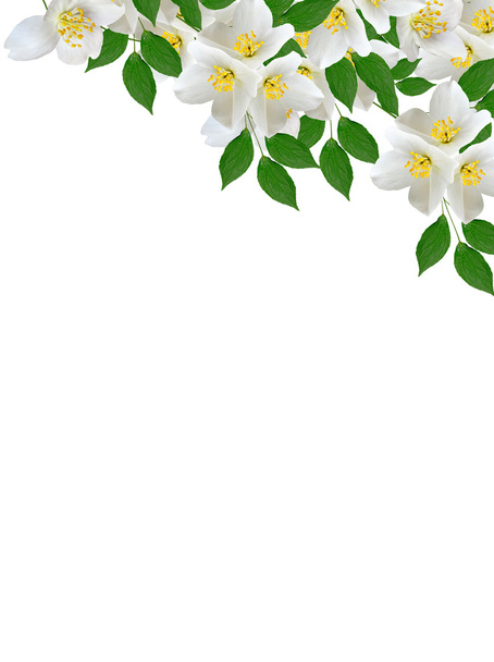 Jázmin fehér virág elszigetelt fehér háttér - Fotó, kép