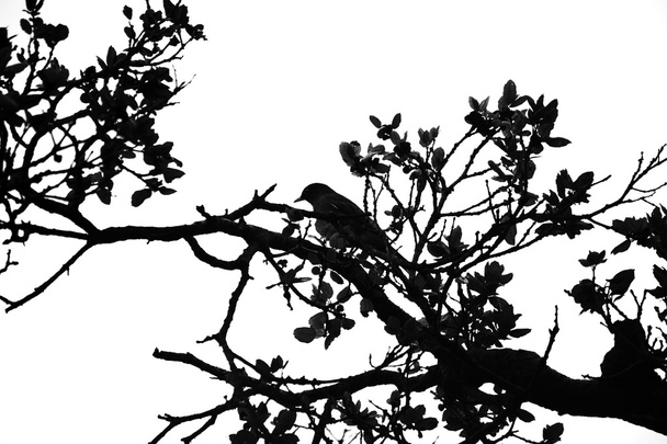 Птица сидит в силуэте дерева
 - Фото, изображение