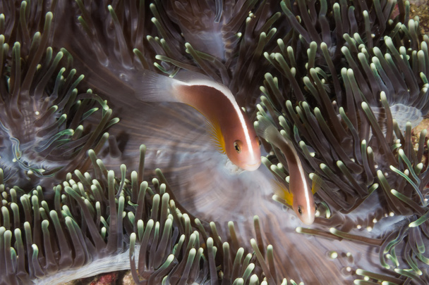 Pink anemonefish (Amphiprion perideraion) - Photo, Image