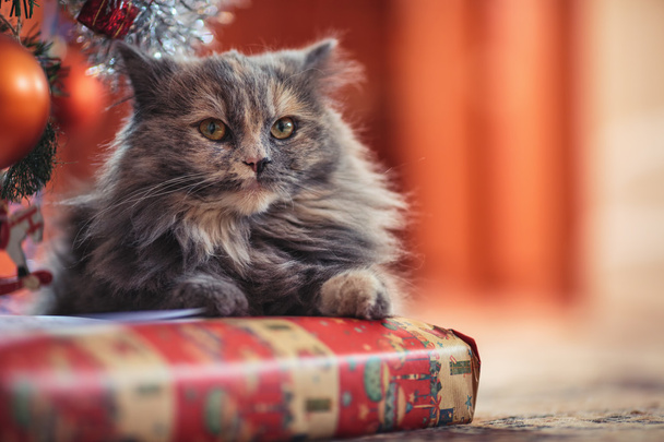 冬の休日のコンセプトです。かわいい猫クリスマス トレの下に置く - 写真・画像