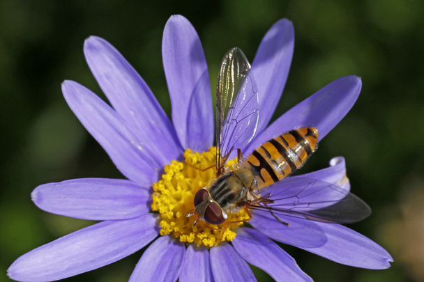 Reçel sineği, marmelade hoverfly felicia üzerinde - Fotoğraf, Görsel