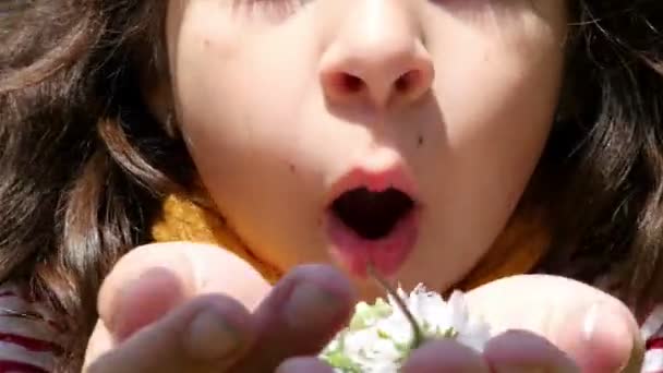 Girl holding in hands and blowing daysies, close up - Footage, Video