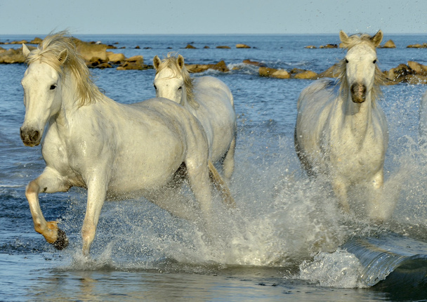 Kudde witte Camargue paarden - Foto, afbeelding