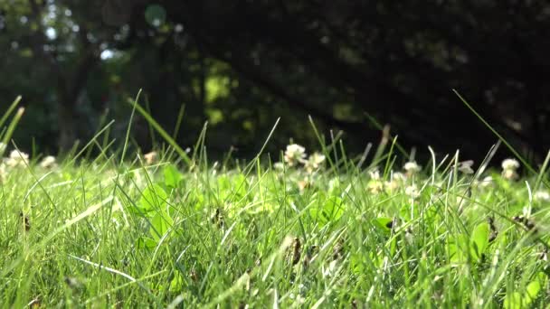 Gevleugelde mieren lopen op gras en vliegen. Insect nest tijdens zwermen paring van tijd in de natuur. 4k - Video