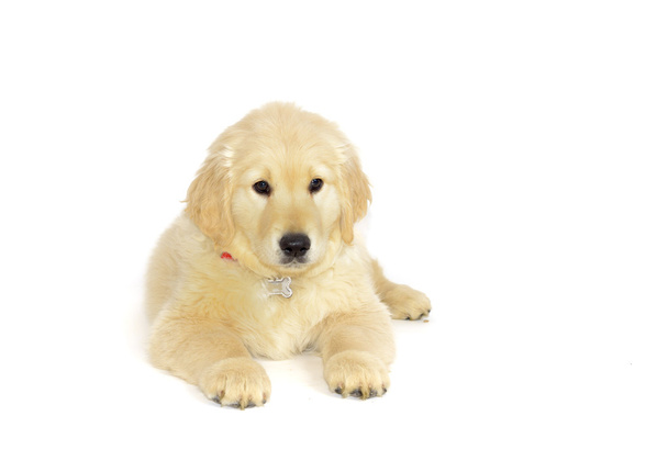 Golden retriever cachorro acostado y mirando a la cámara aislada en blanco
 - Foto, imagen