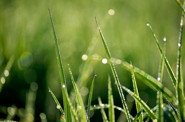 gotas de rocío en la hierba - Foto, imagen