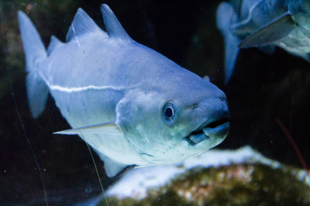 Pollack in an Aquarium - Photo, Image