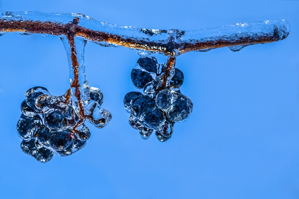 Wiszące winogrona po marznący deszcz - Zdjęcie, obraz