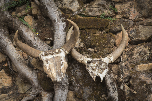 Dois crânios Zebu num ritual antigo em Madagáscar
 - Foto, Imagem
