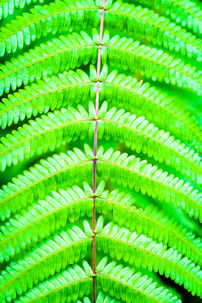 Green Fern leaf - Foto, afbeelding