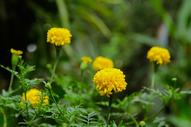 Marigold (Calendula officinalis) puutarhassa
 - Valokuva, kuva