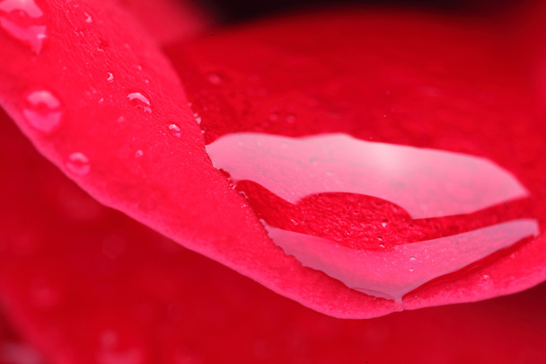 Macro Shot of a Red Rose - Фото, зображення
