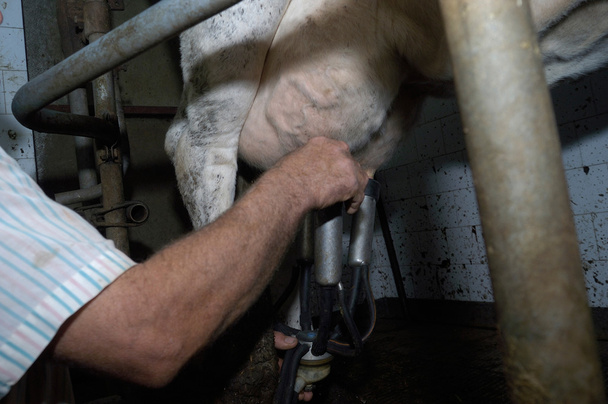 Farmer milking a cow - Фото, зображення