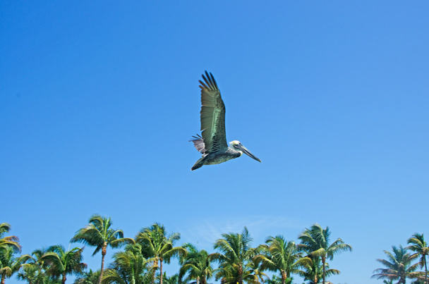 Key West: um corvo-marinho voando nas palmeiras da Praia de Higgs, a longa faixa de 2 milhas de praia ao longo da costa Key West
 - Foto, Imagem