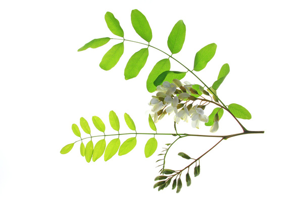 Johanneksenleipäpuu (Robinia pseudoacacia)
) - Valokuva, kuva