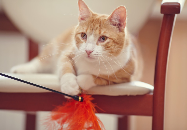 Portret van een rode kat op een stoel met een stuk speelgoed. - Foto, afbeelding