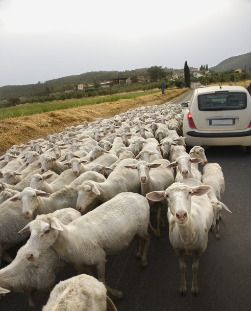 Sheep and Car on Rural Road - 写真・画像