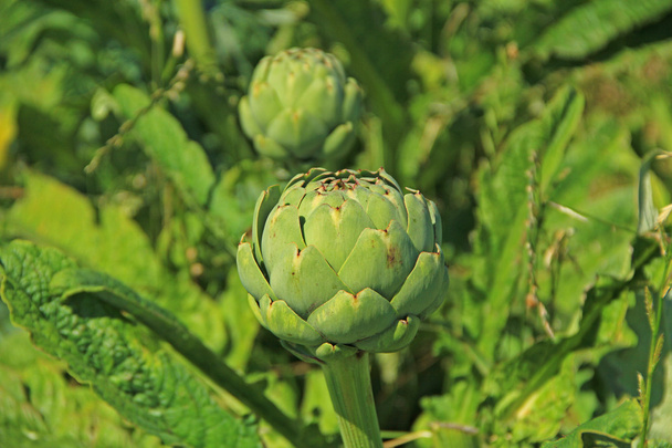 Artichokes on a field in France - Photo, Image