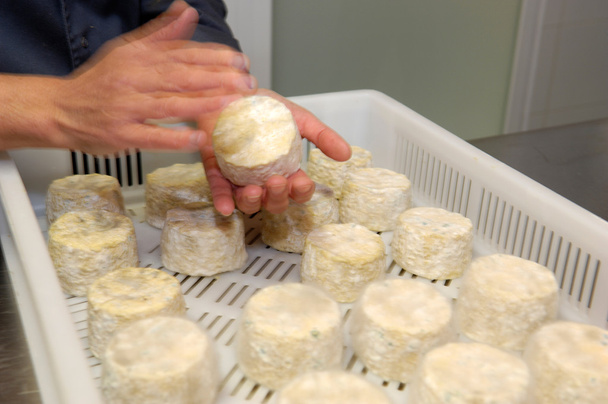 artisanal manufacture of cheeses - Foto, Bild