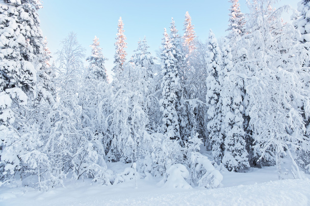 A hó a fák napos csúcstalálkozók borított erdő Ruka falu - Fotó, kép