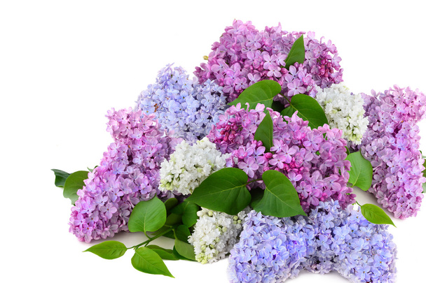 Bouquet de lilas plusieurs couleurs sur fond blanc Syringa vulgaris
 - Photo, image