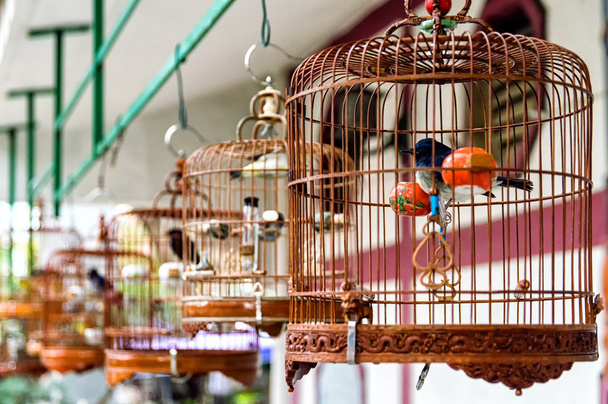 Aves en jaulas
 - Foto, Imagen