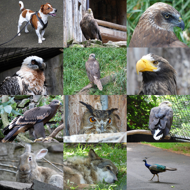 Set of 12 animals photos - Photo, Image