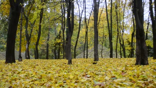 Beautiful leaf fall in autumn in a forest or park - Footage, Video
