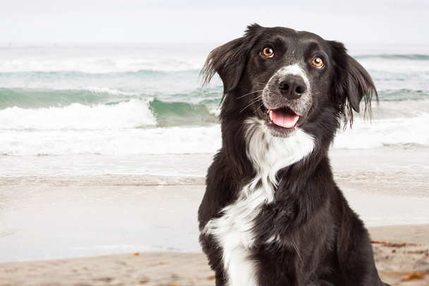 Gelukkige hond op strand - Foto, afbeelding