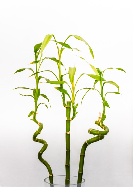 Bamboo plant twisted - Foto, afbeelding