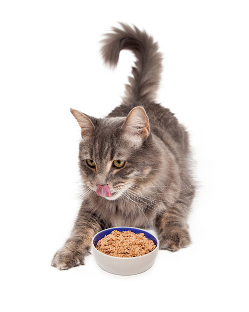 голодний кіт їсть їжу
 - Фото, зображення