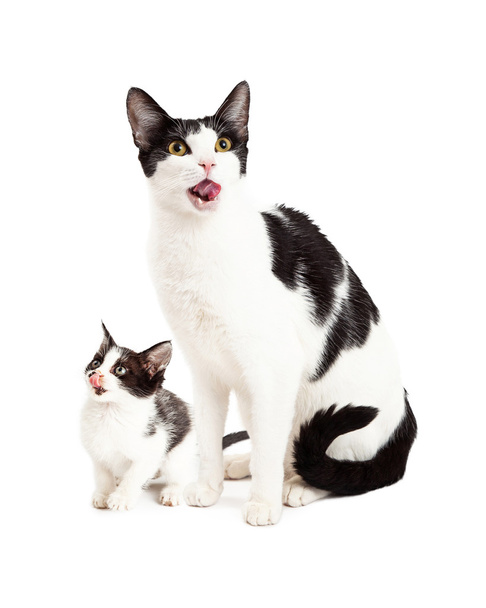 Mutter Katze und Kätzchen - Foto, Bild