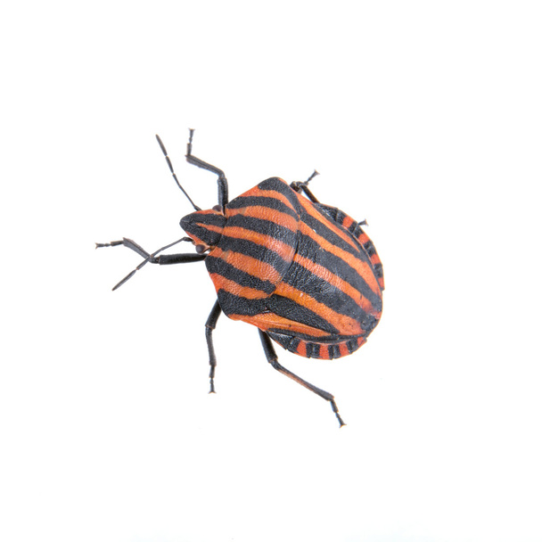 Red black striped shield bug on a white background - Photo, Image