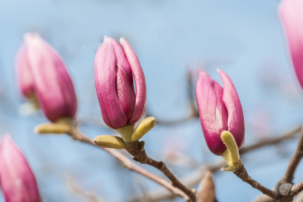 Kwiaty piękne różowe Magnolia - Zdjęcie, obraz