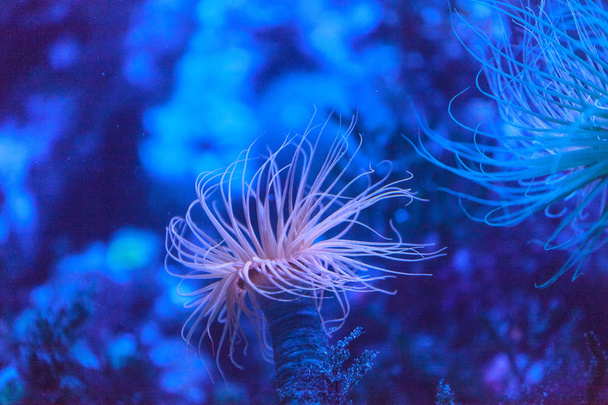 Tube dwelling anemone, Pachycerianthus fimbriatus - Photo, Image