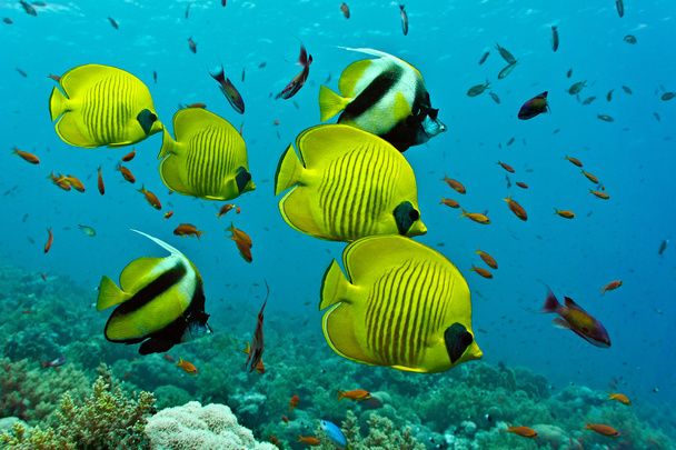 Shoal of fish on the coral reef - Photo, Image