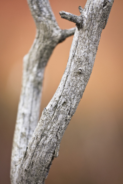 Dry tree branches close up  - Zdjęcie, obraz