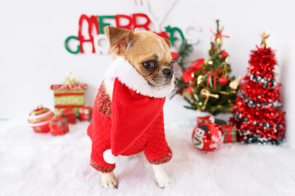 Σκυλί με τα Χριστούγεννα  - Φωτογραφία, εικόνα