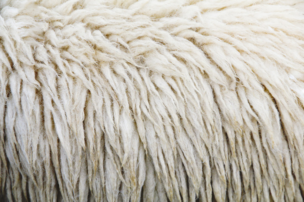 Стокове фото Вовняні вівці крупним планом для тла
 - Фото, зображення