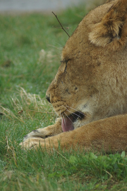 αφρικανικό λιοντάρι - panthera leo - Φωτογραφία, εικόνα