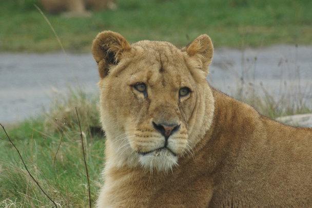 アフリカのライオン - パンテーラ レオ - 写真・画像