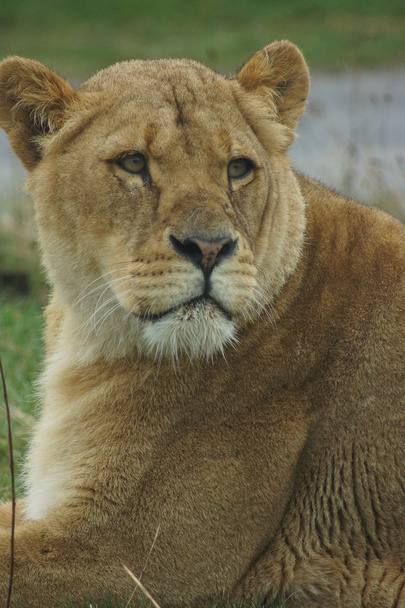 Lwa afrykańskiego - panthera leo - Zdjęcie, obraz